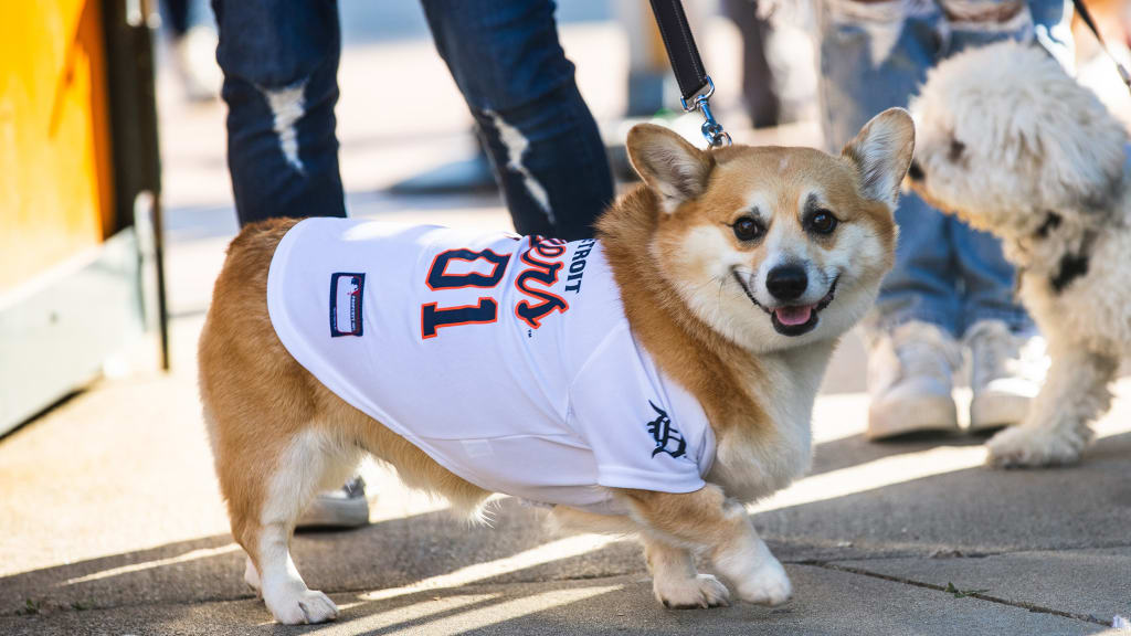 Detroit tigers outlet dog jersey