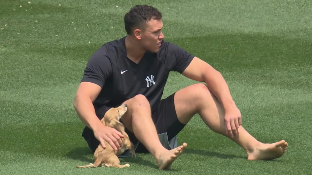 Aaron Judge Yankees Stadium outfield with his dog