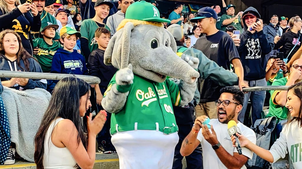 Oakland A's on X: Happy #NationalMascotDay to our favorite