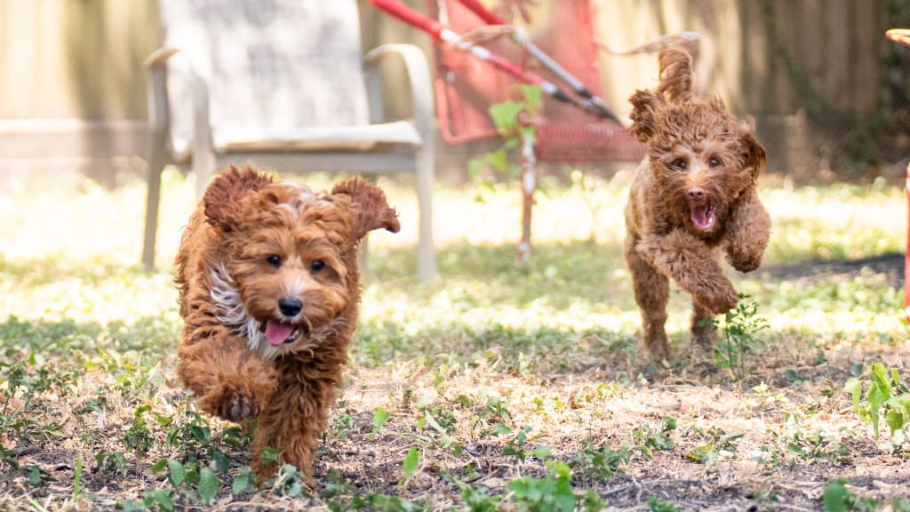 Brunello and Venus on the run. (Courtesy of Wesley Dawe)