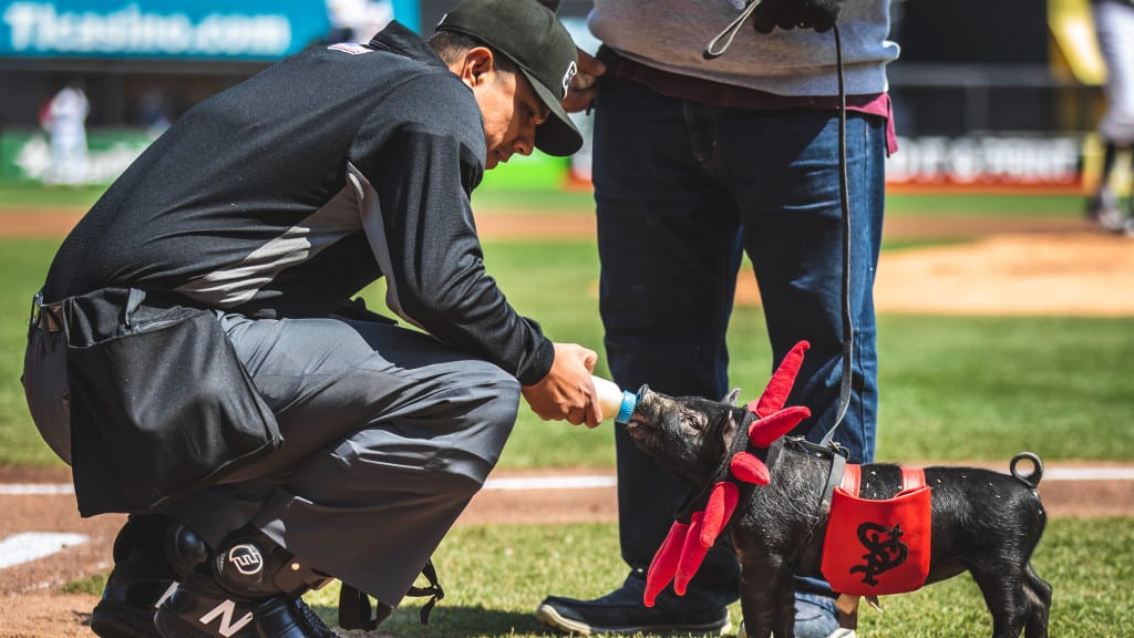867-530SWINE SPENDING QUALITY TIME WITH AN UMPIRE EARLY IN THE 2022 SEASON. (ROB THOMPSON/ST. PAUL SAINTS)