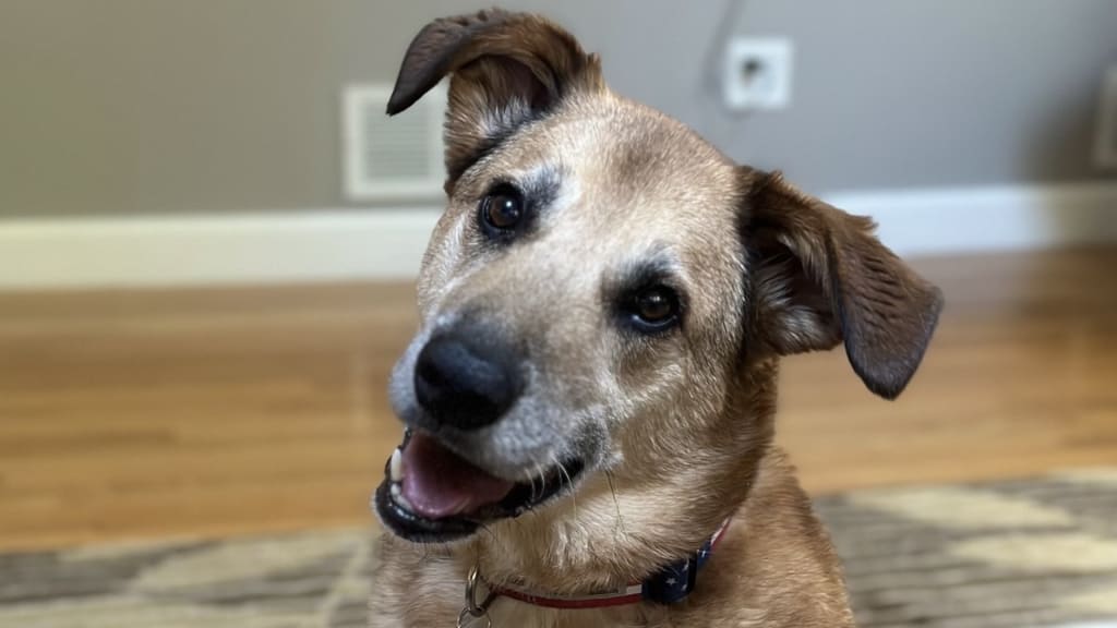 Geno, the Frelick family dog