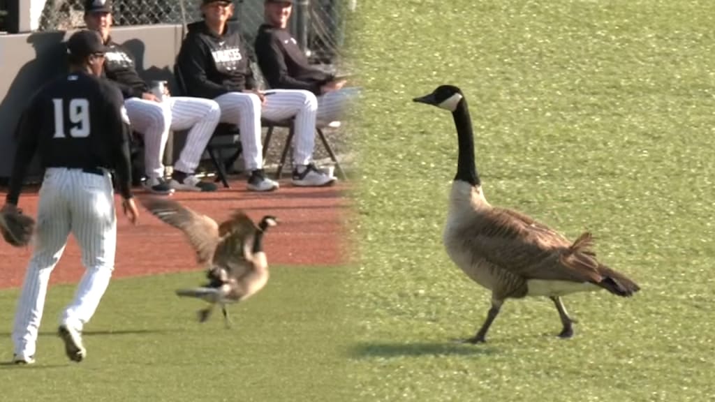 That wacky Detroit Tigers rally goose official swag you can actually get 