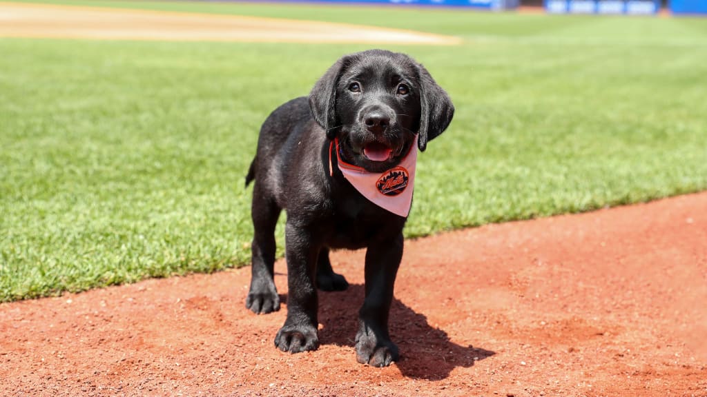 Mets dog  off the leash