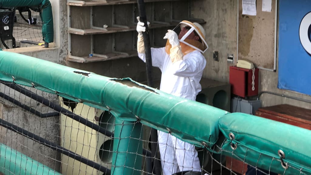A swarm of bees in the dugout of the Double-A Corpus Christi Hooks necessitated the services of a beekeeper.