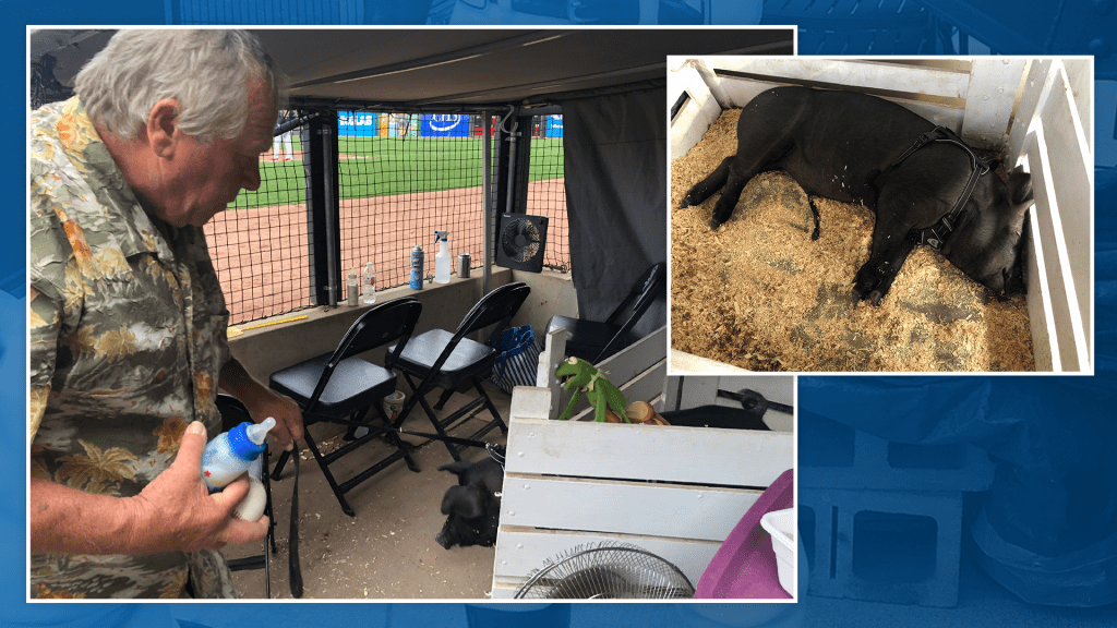 UMPS CARE AUCTION: Saint Paul Saints Escort the Pig Package for