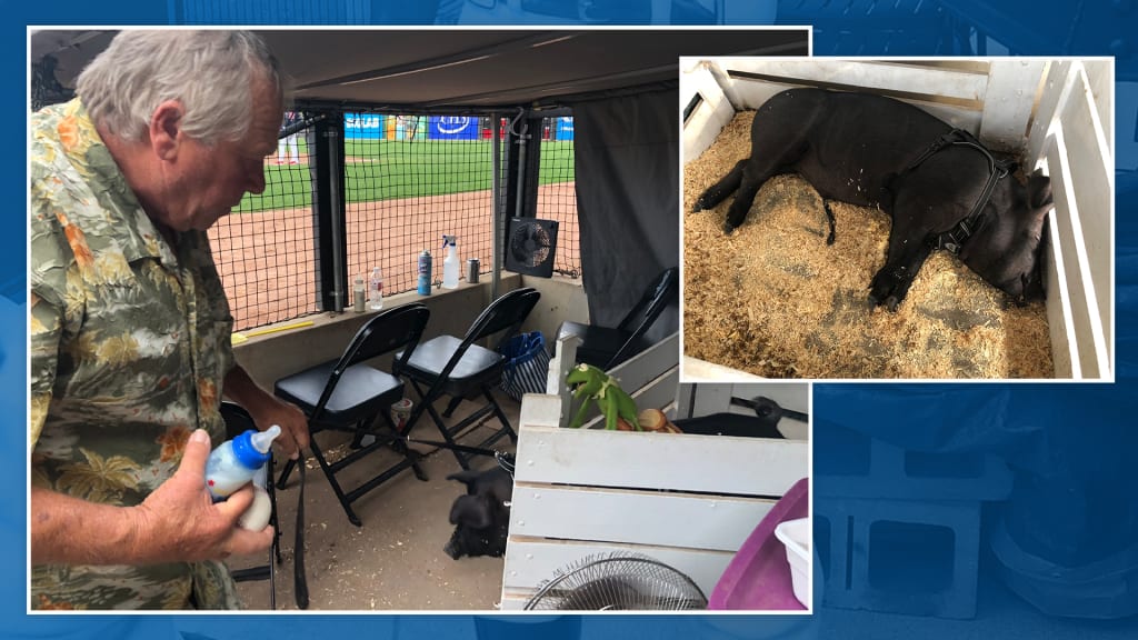 DENNIS HAUTH AND 867-530SWINE IN THEIR DUGOUT-ADJACENT "PIG PEN."