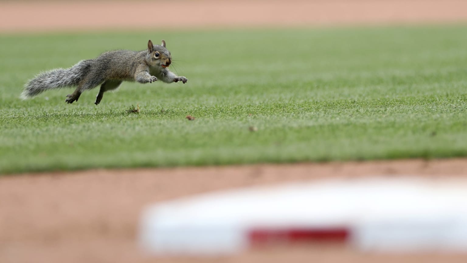 A squirrel runs across the field