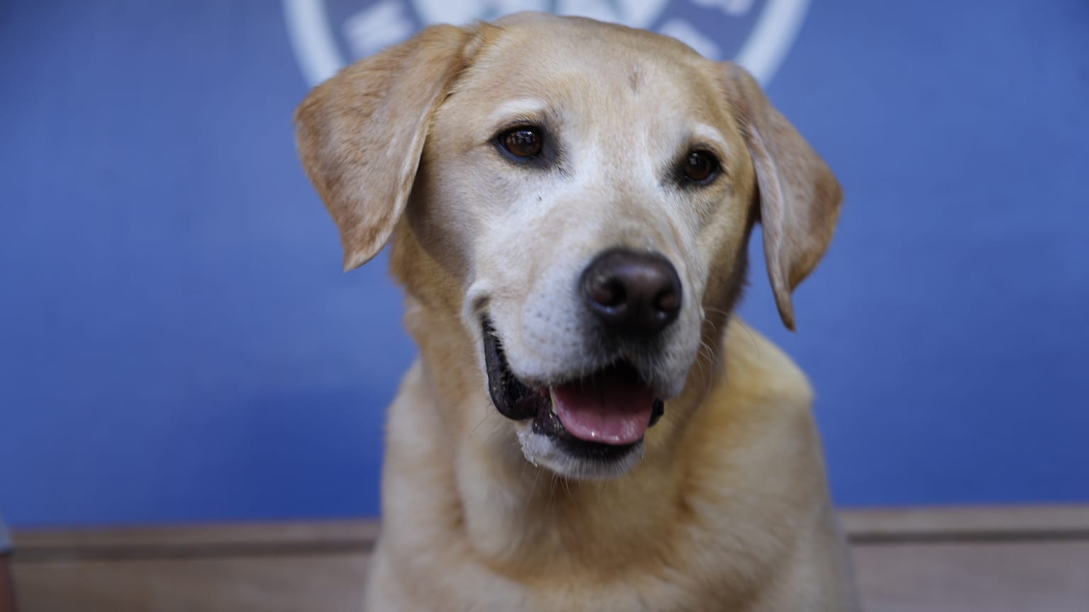 Meet Tucker, the Mariners' clubhouse dog