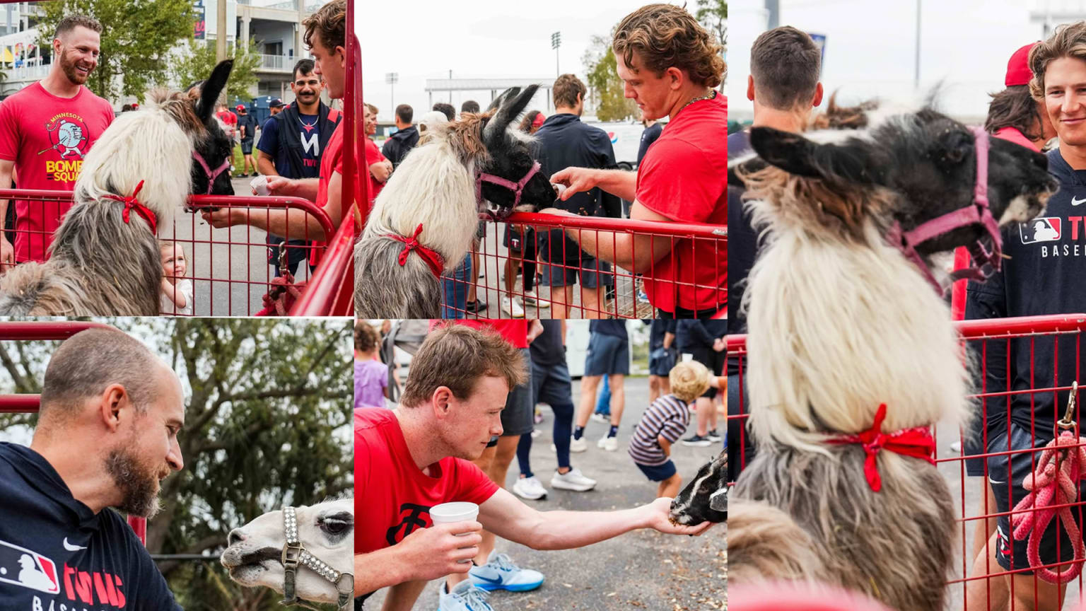 Twins players enjoy a petting zoo in Spring Training