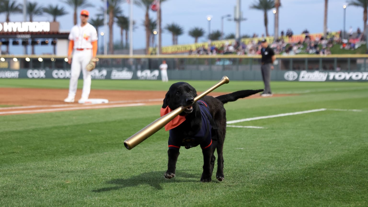 Finn, a black lab, has retired from his bat dog duties