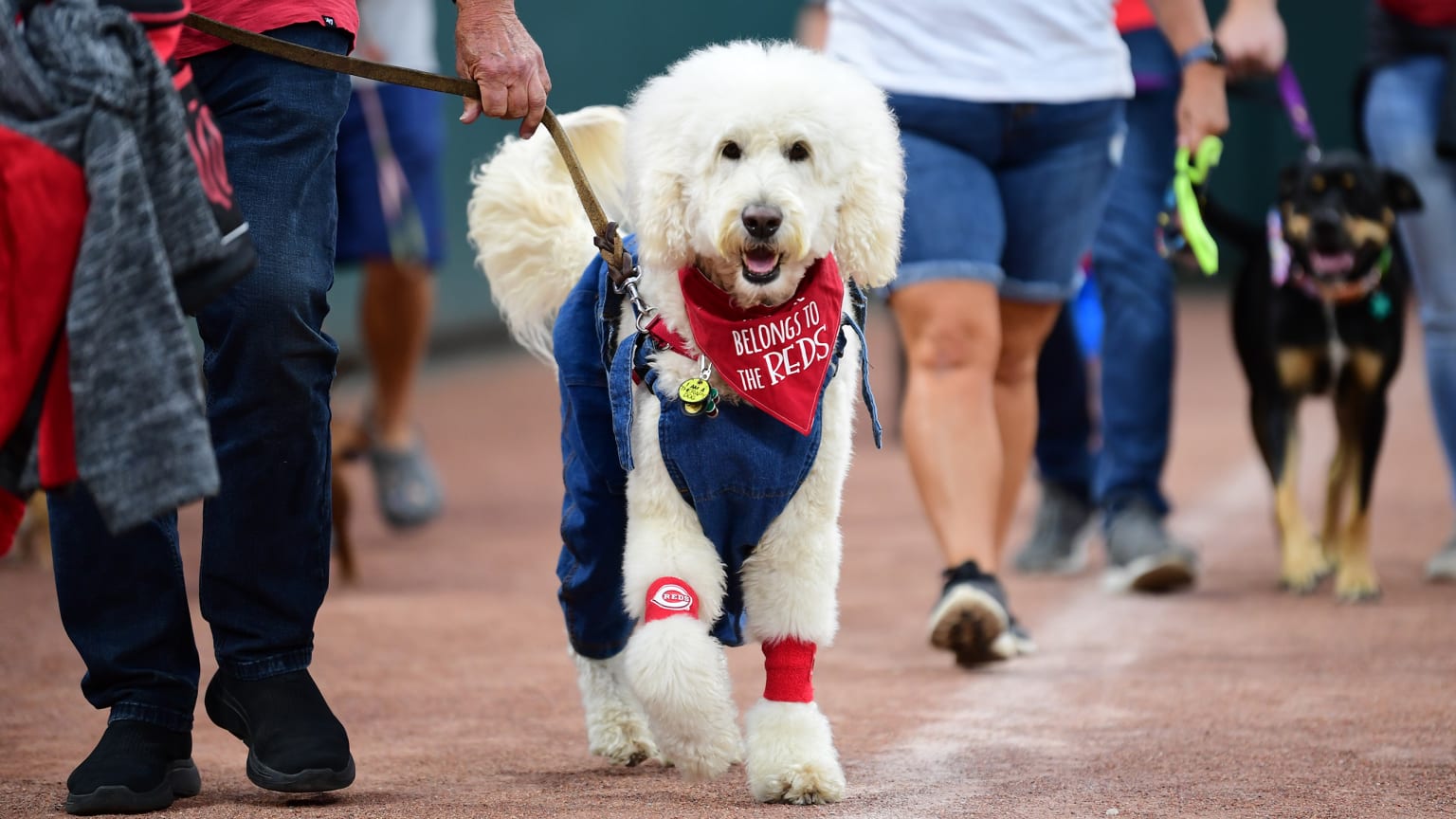 More than 200 pups take over Great American Ball Park for Bark at the Park