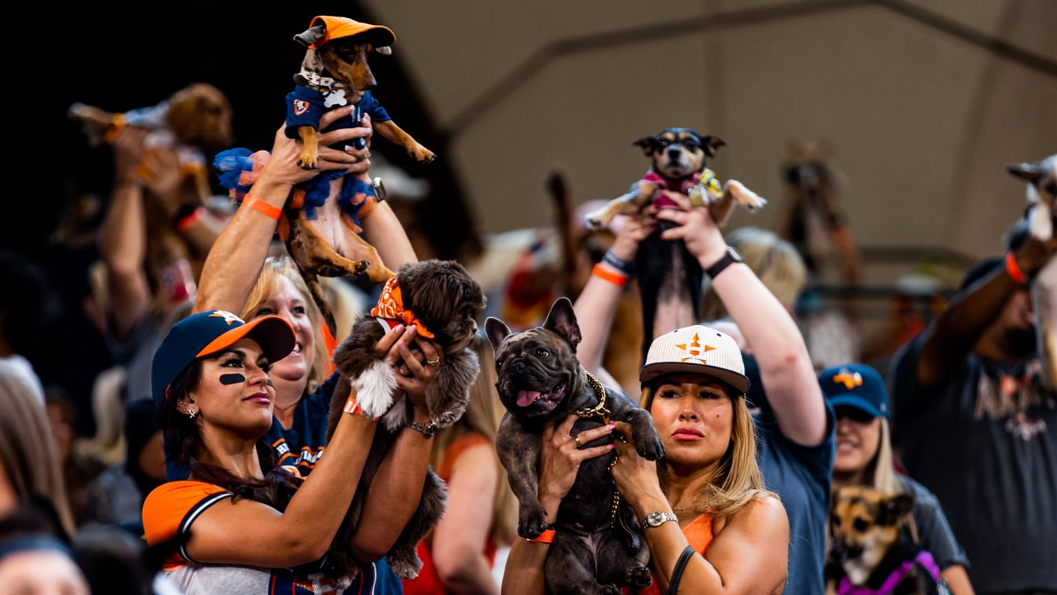 astros dog day｜TikTok Search