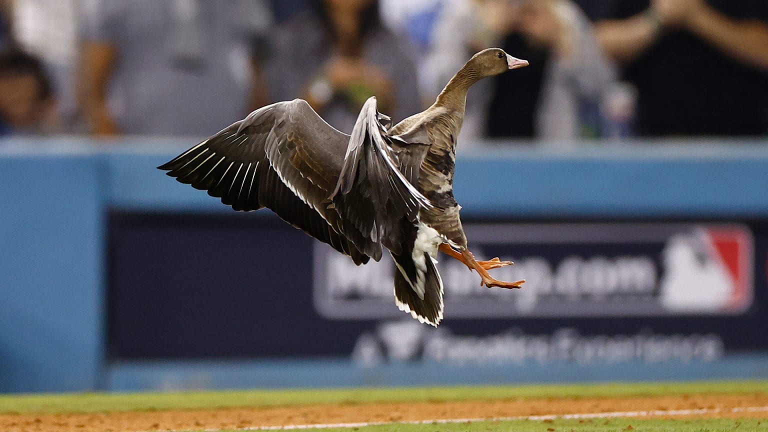 A goose lands on a baseball field