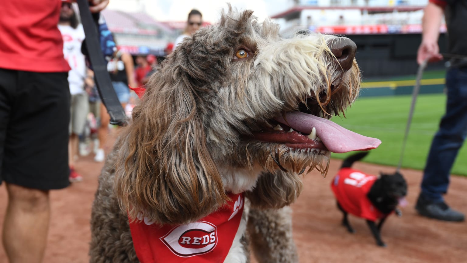 The Most Adorable Furry Friends We Saw During the Cincinnati Reds' Bark in  the Park [PHOTOS], Cincinnati