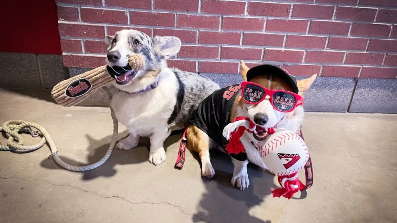 Bark at the Park Night Game Postponed After 9,000 Dogs Run on Field to  Chase Baseball – The Needling