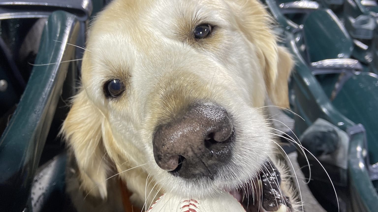 A close-up of a dog with a baseball in its mouth