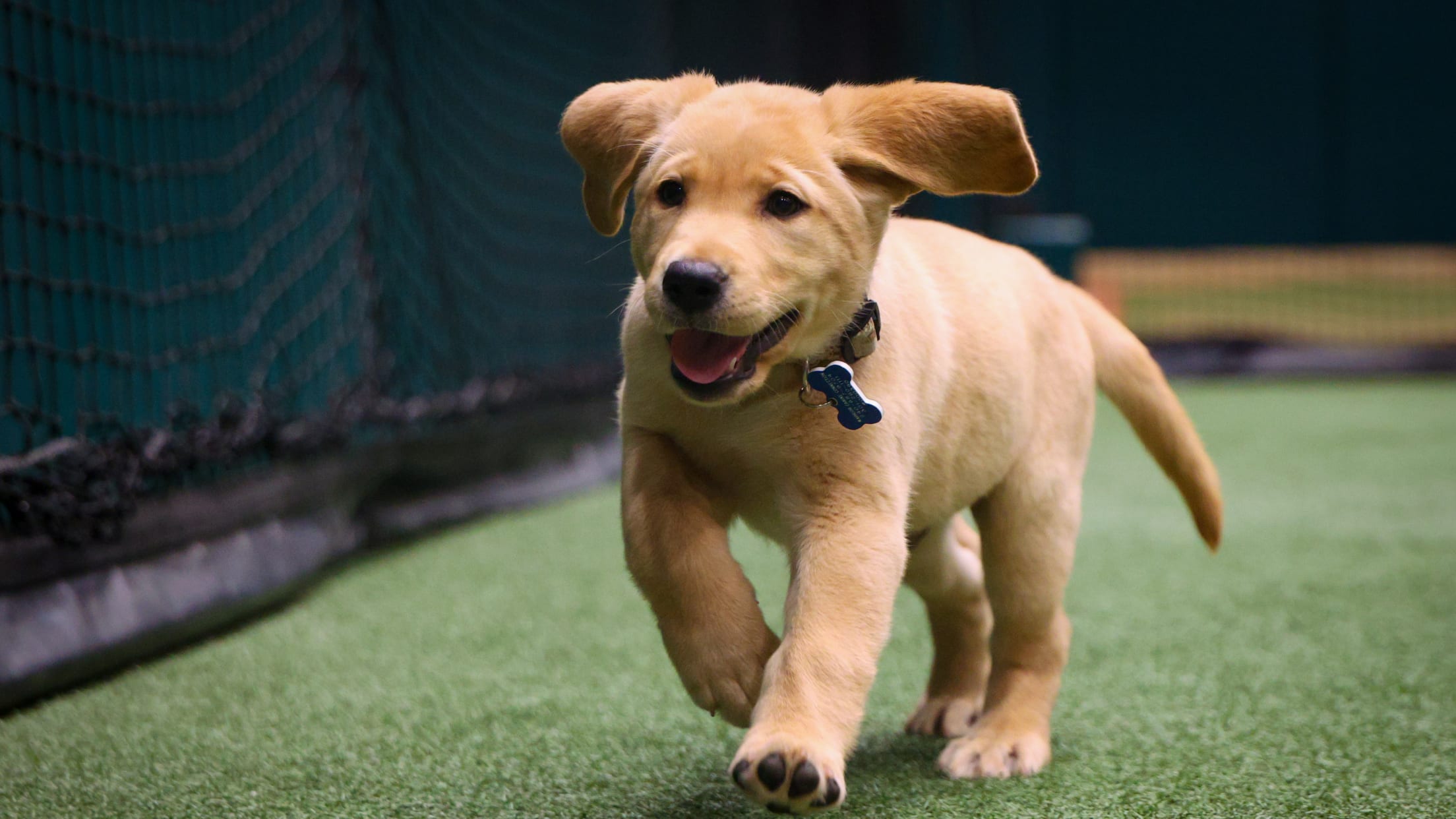 20250624_Team Foster Puppy Reveal_-29