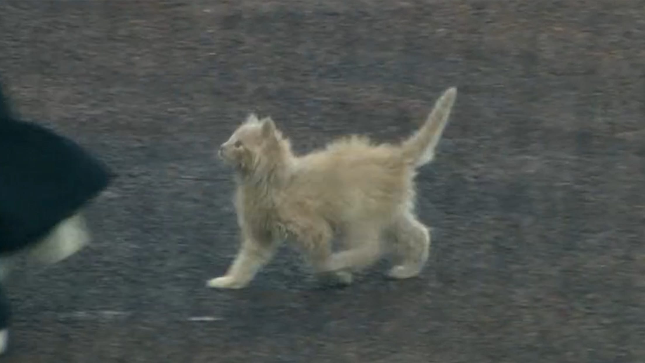 A kitten on a baseball field