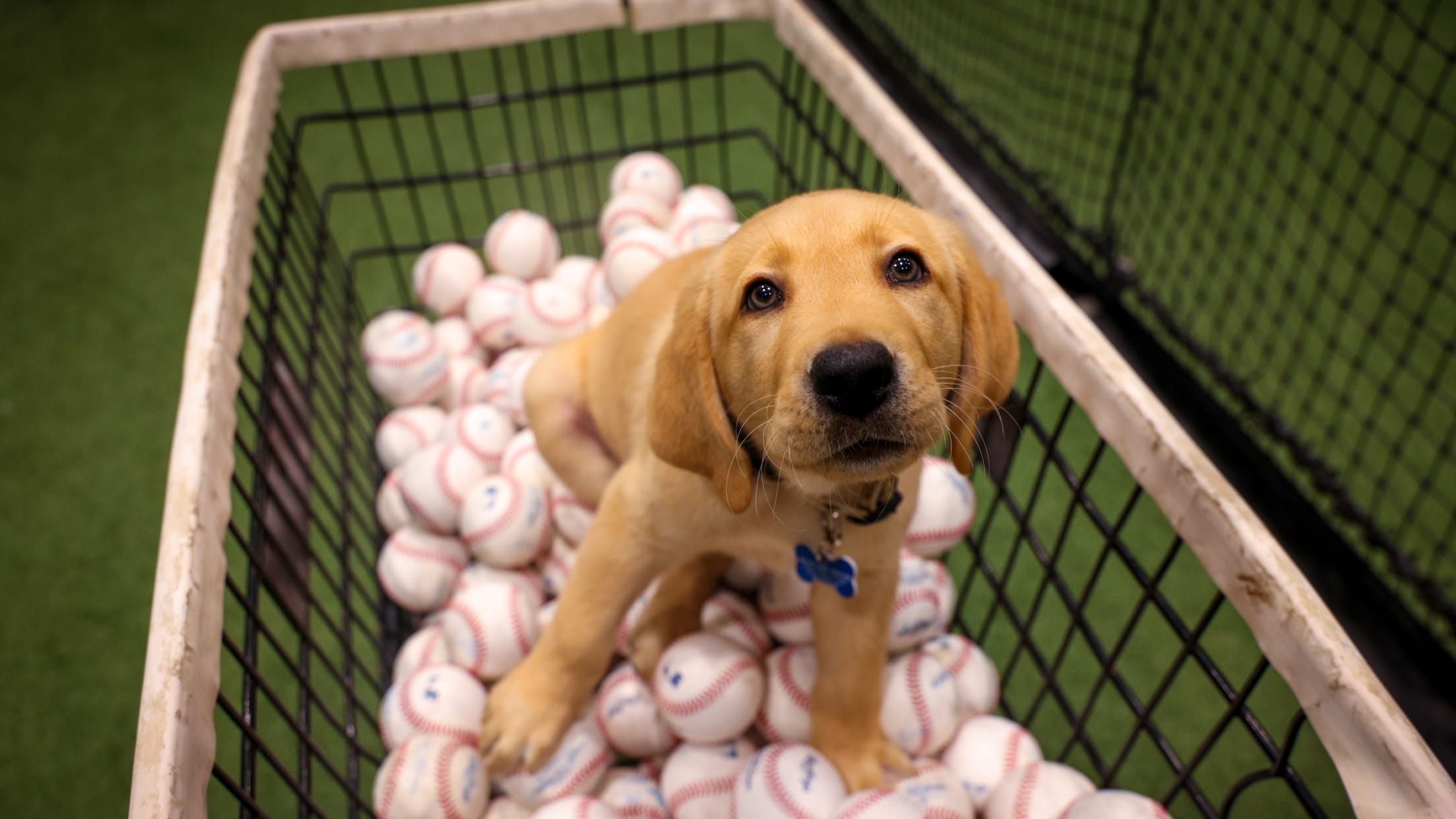 20250624_Team Foster Puppy Reveal_-28