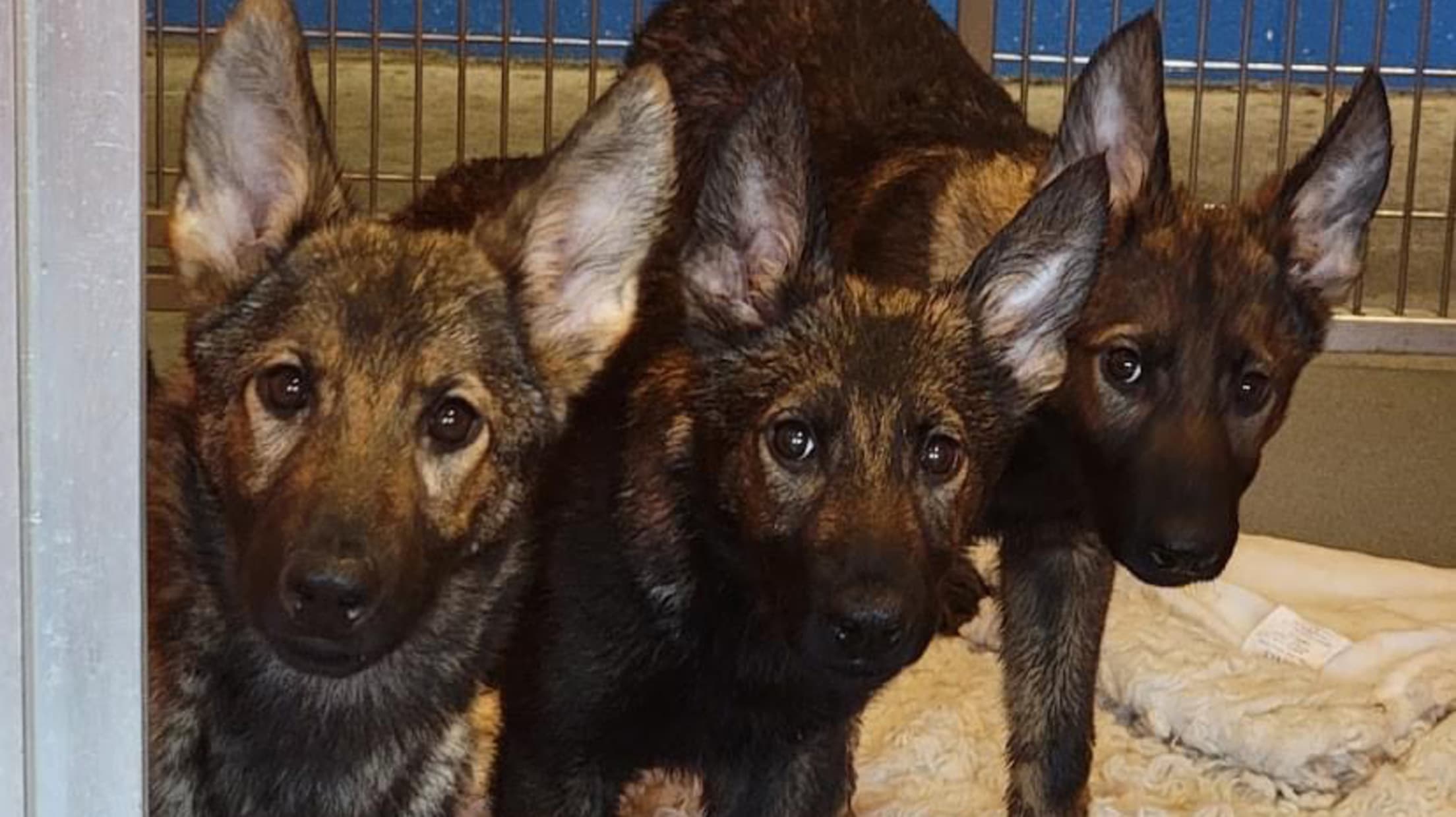 Medusa Cleo Hades GSD puppies