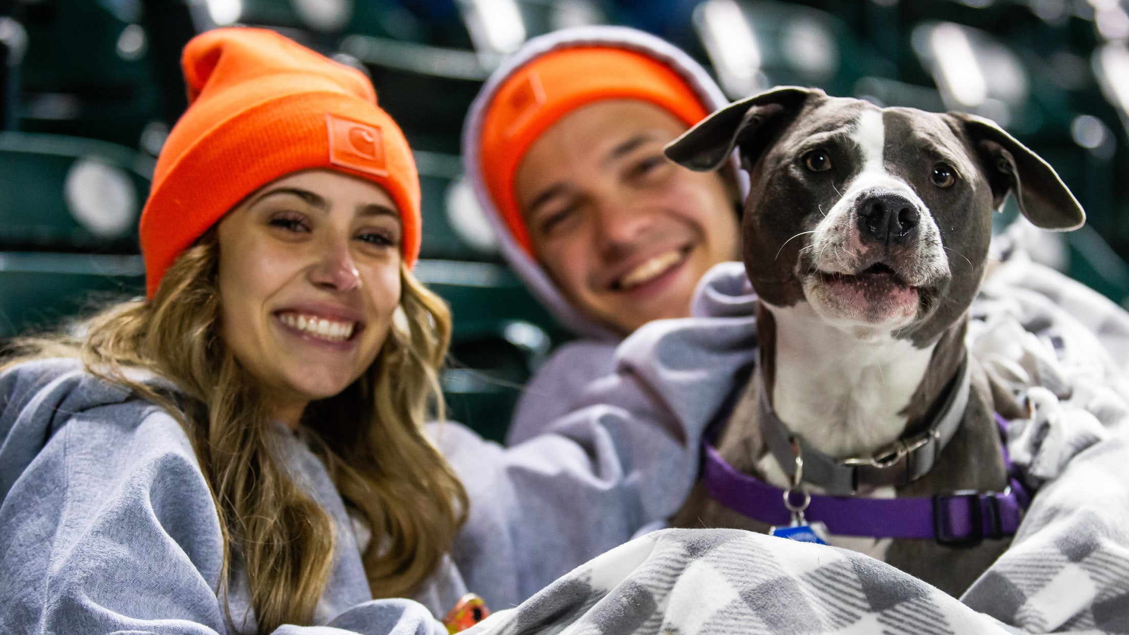 Special Themed Events Bark In The Park Detroit Tigers