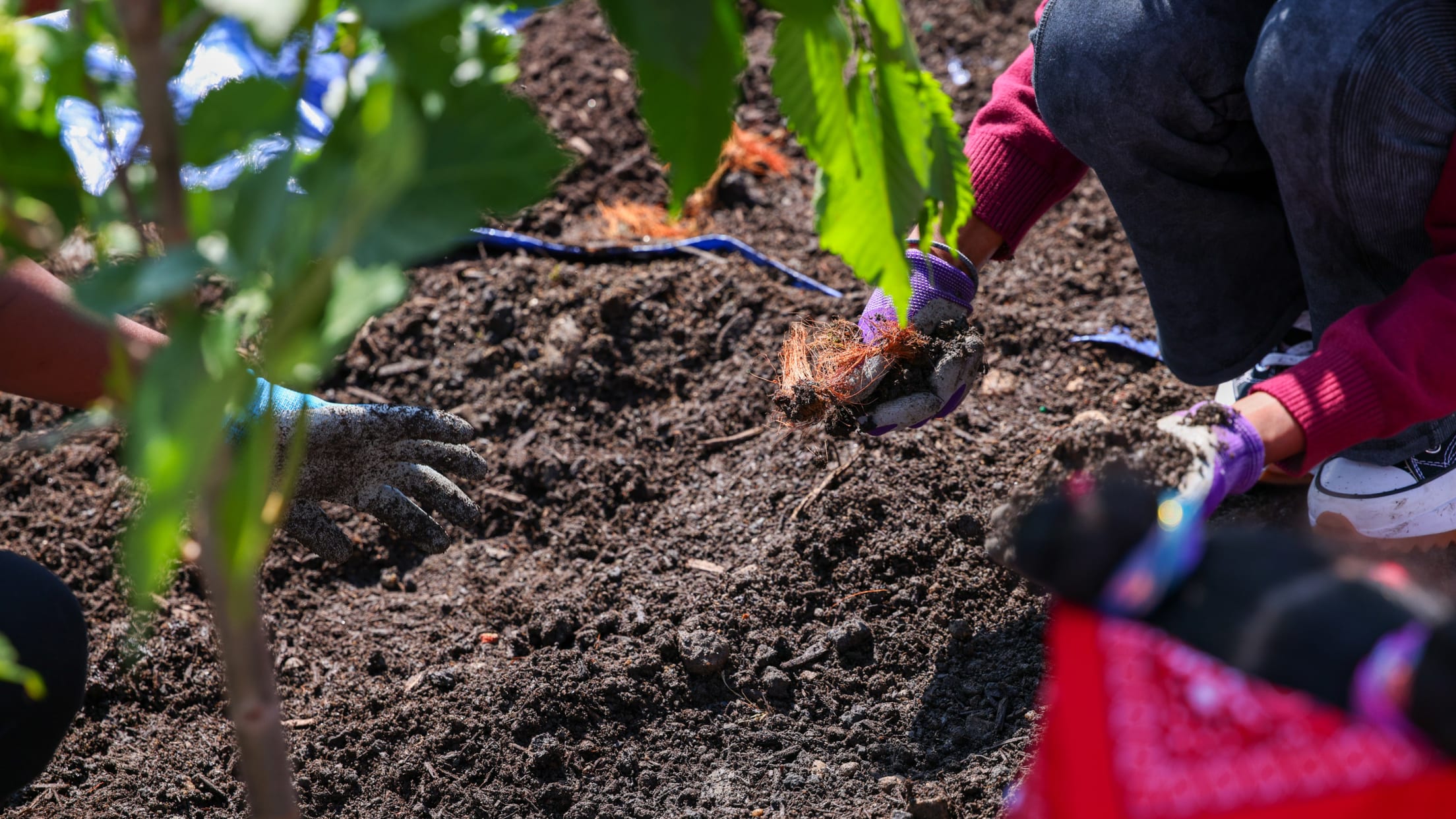 20250602_Tree Planting_Asplundh_PHS-25