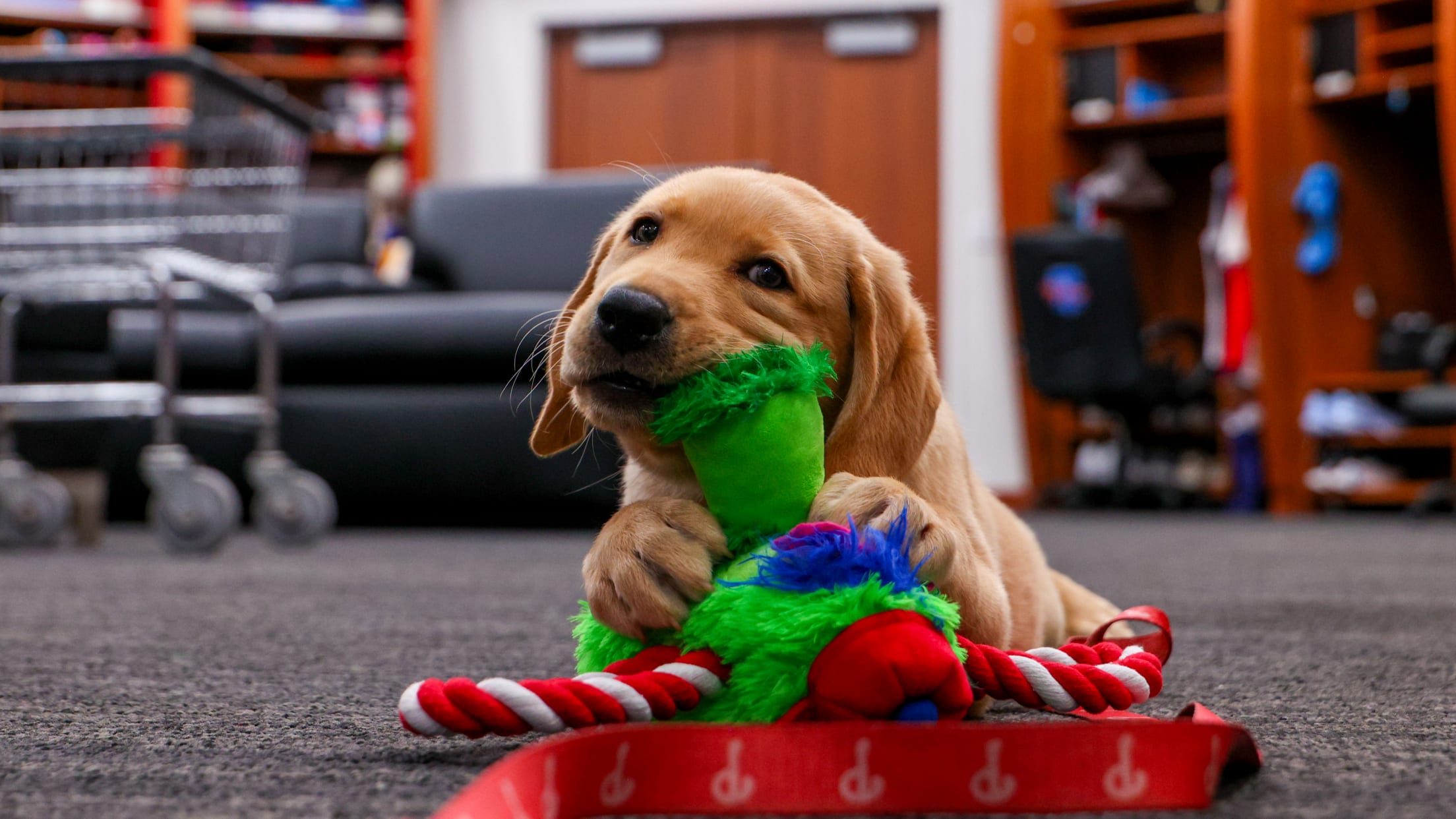20250624_Team Foster Puppy Reveal_-16