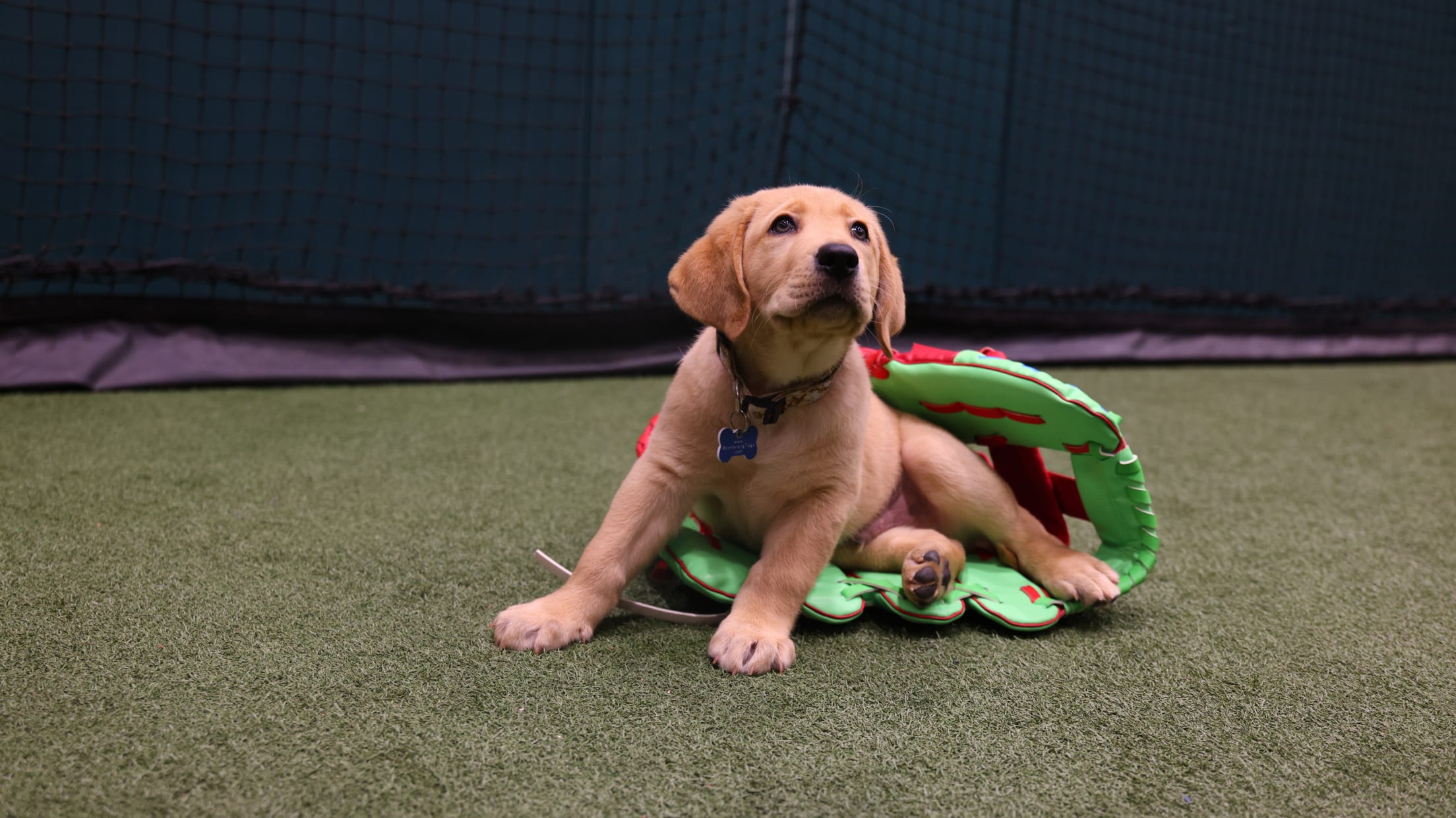 20250624_Team Foster Puppy Reveal_-25