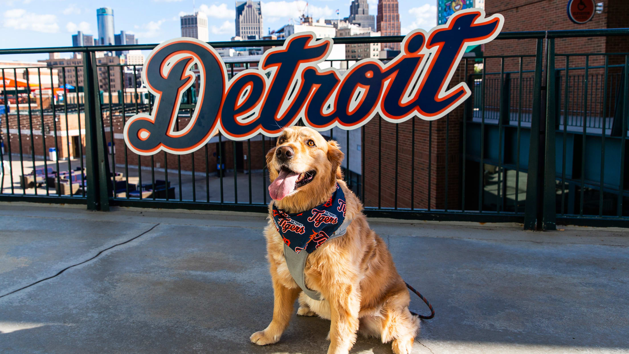 Detroit tigers dog store collar