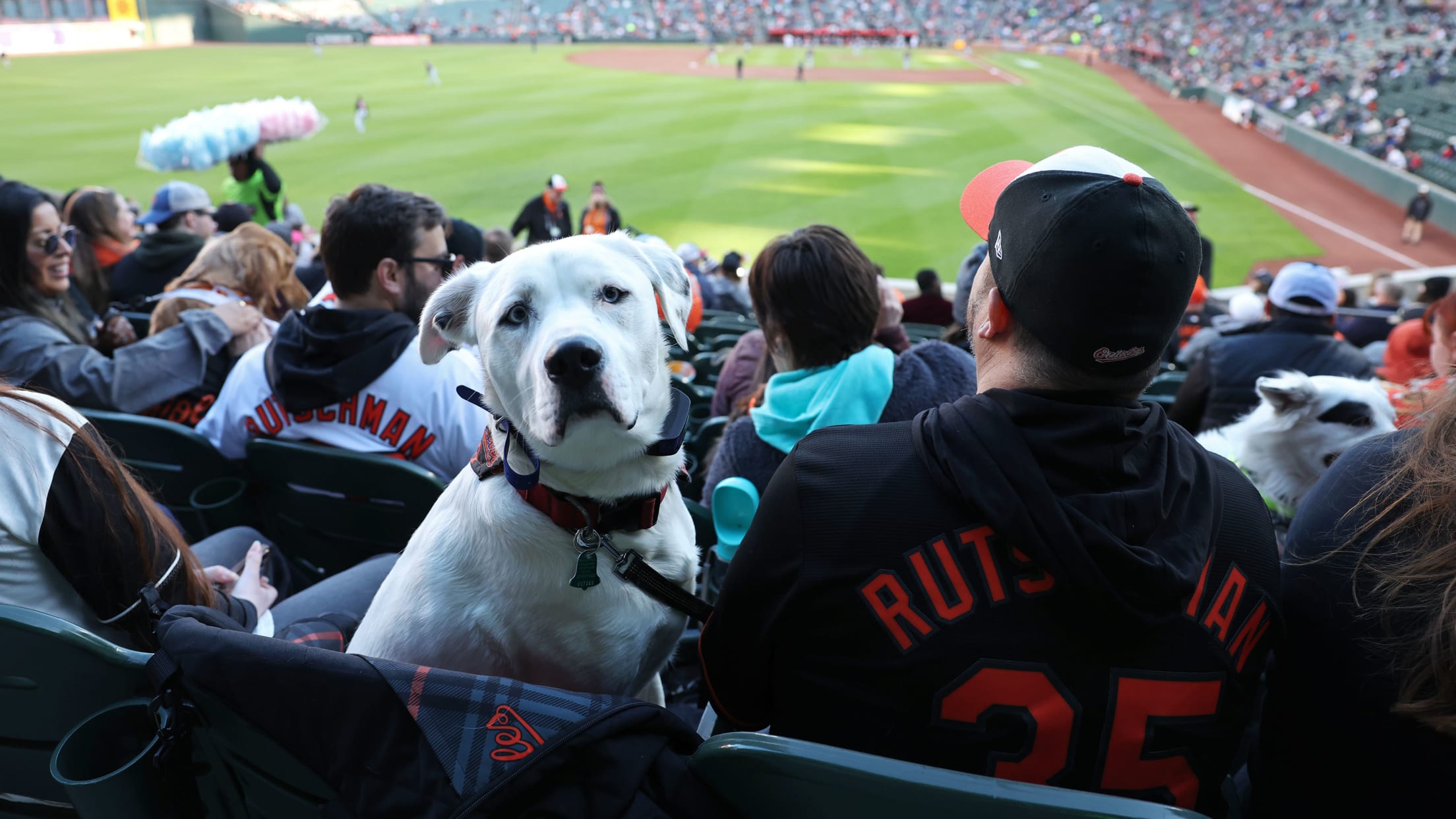 bal_Birdland_Insider_Todd_Photos_0012