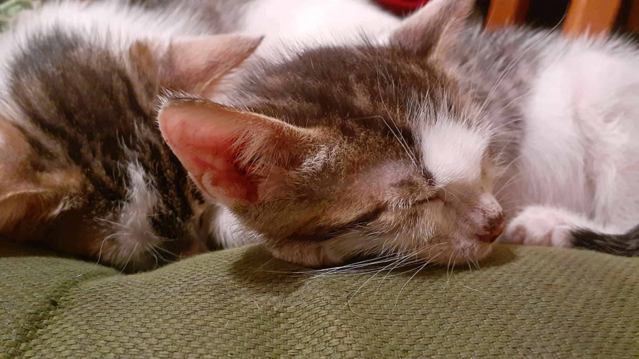 Resized_Resized_20250801_195826(1)