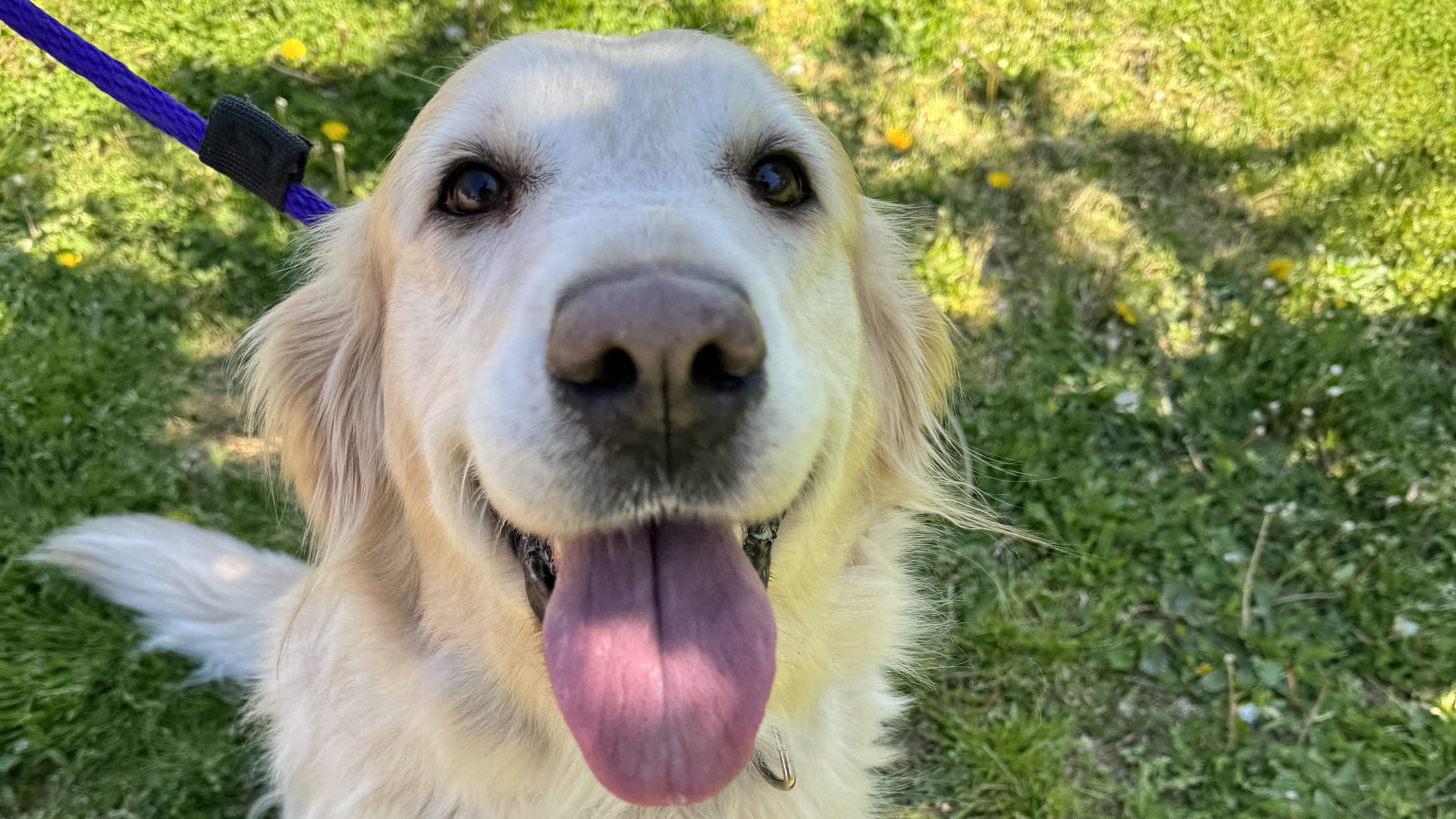 Lucy Golden Retriever