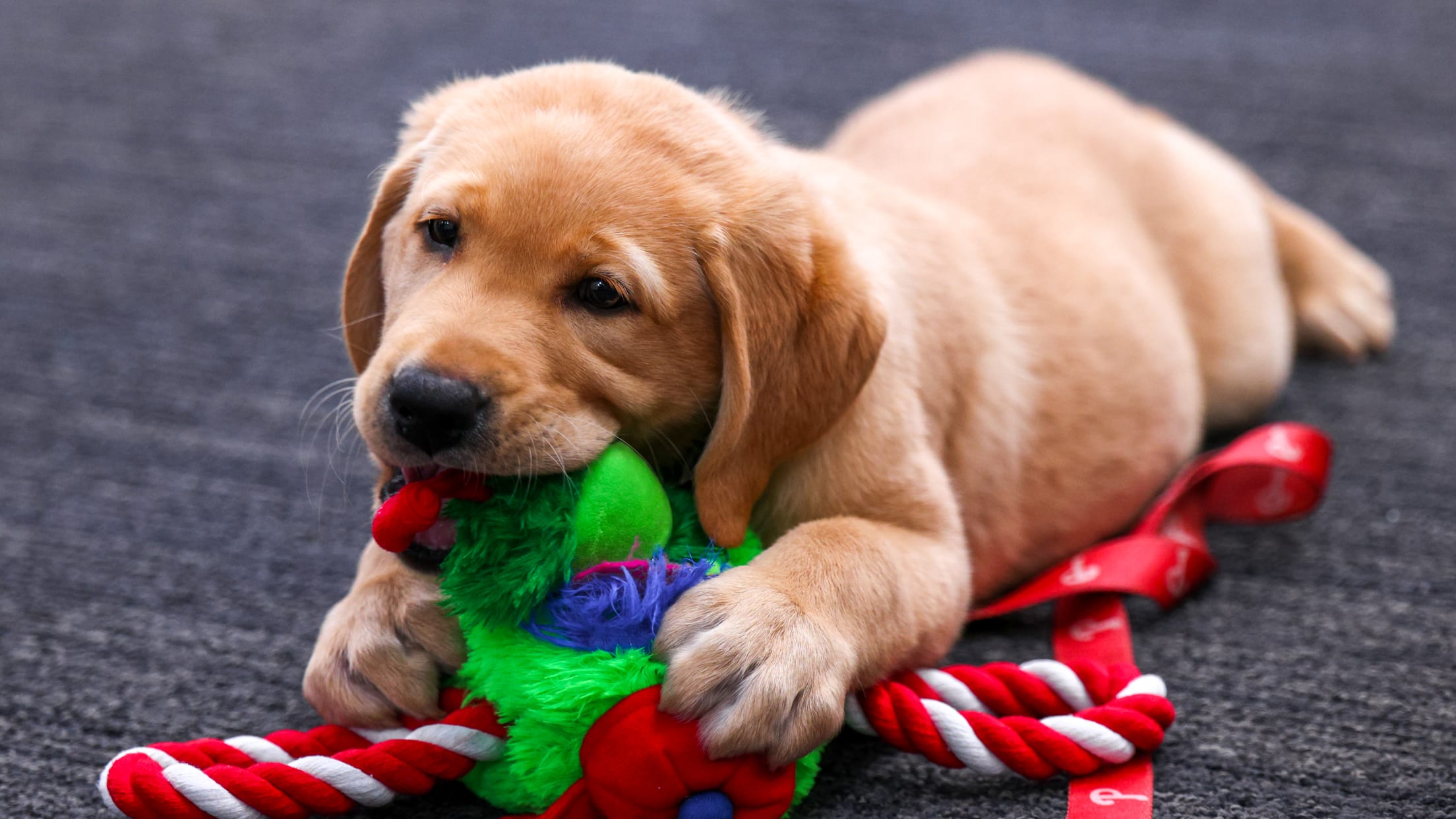 20250624_Team Foster Puppy Reveal_-13
