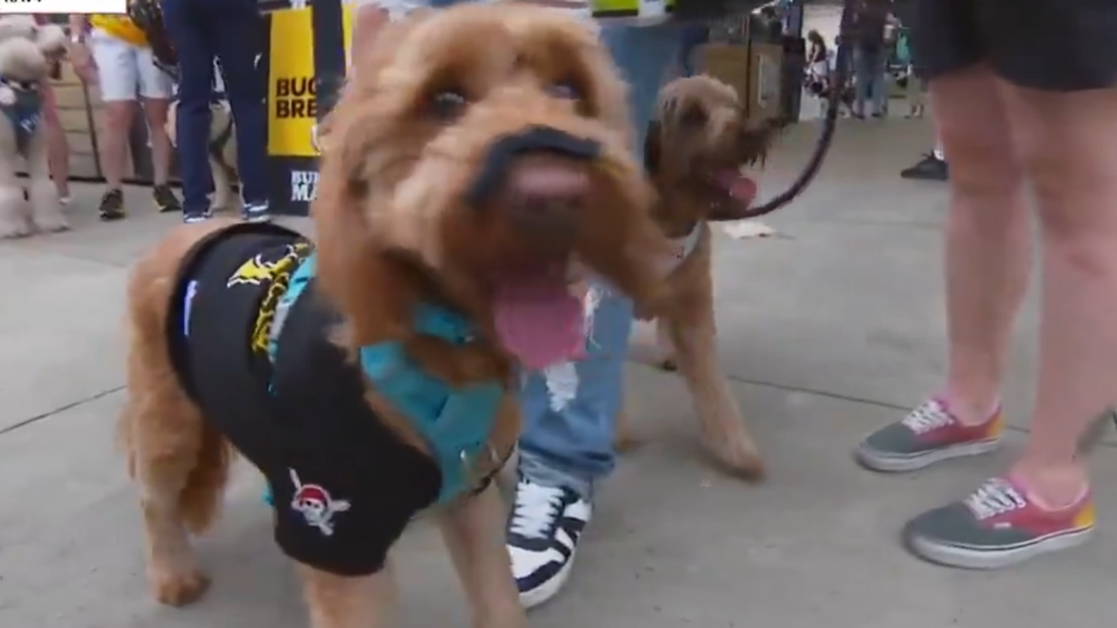 Dogs with fake mustaches at the Pirates game