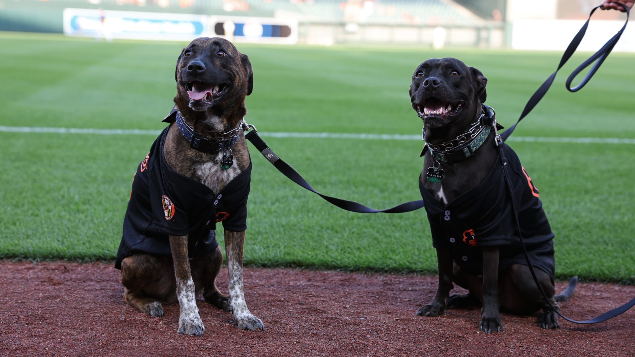 BAL - BI - Homestand In Focus - 0911-0917 -  019