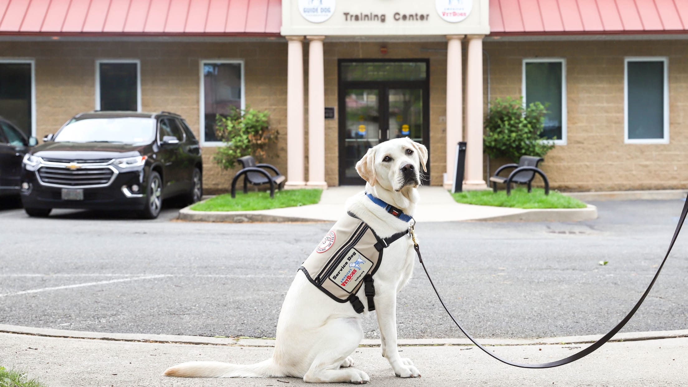 Meet the Washington Capitals' service dog-in-training - WTOP News