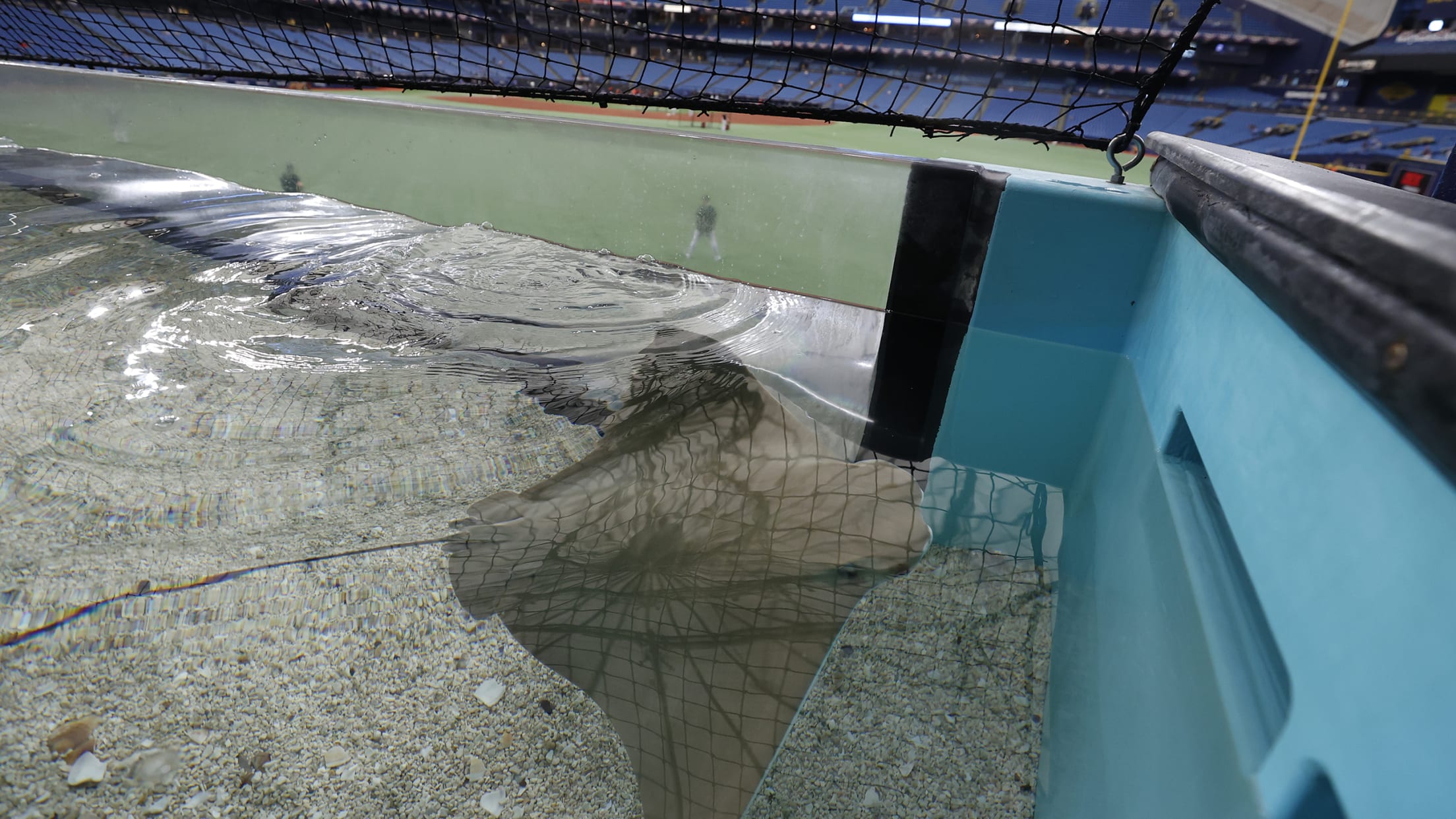 RAYS TROPICANA FIELD TANK 2