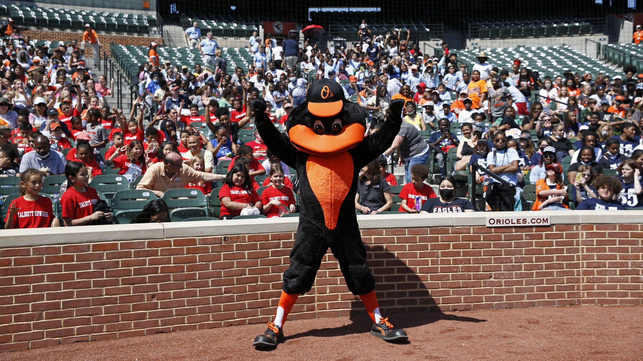 Orioles' Mascot Is MLB's 5th Best, According To Fan Survey - CBS Baltimore