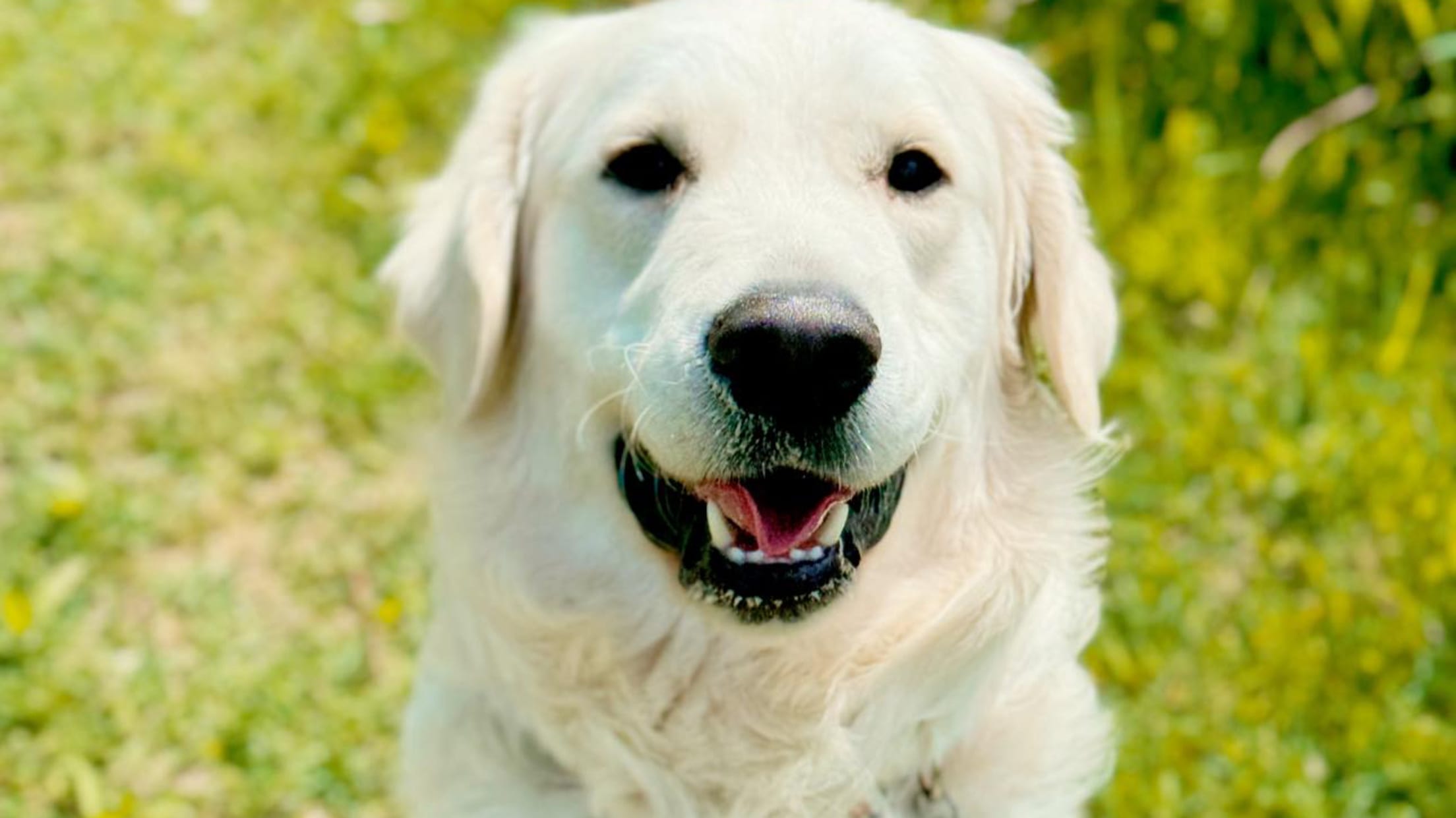 Ash Golden Retriever Puppy