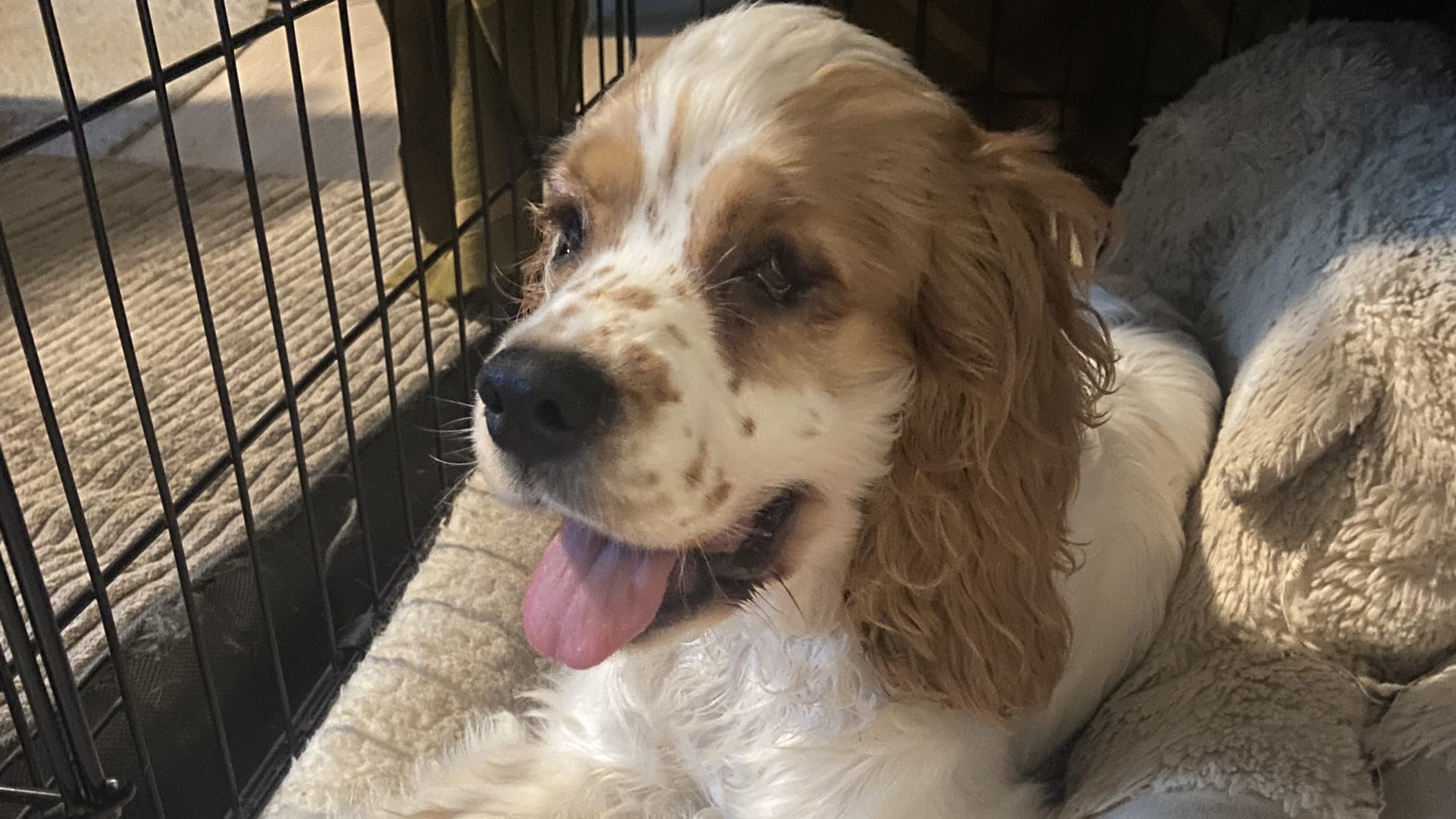 Phillie Phanatic 3 copy