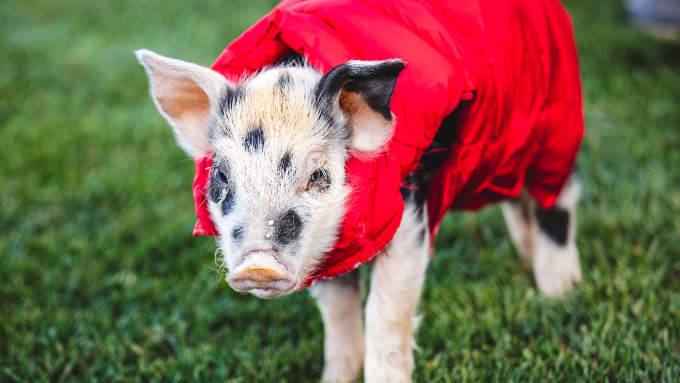 Muddy-McFly_4X1A2892