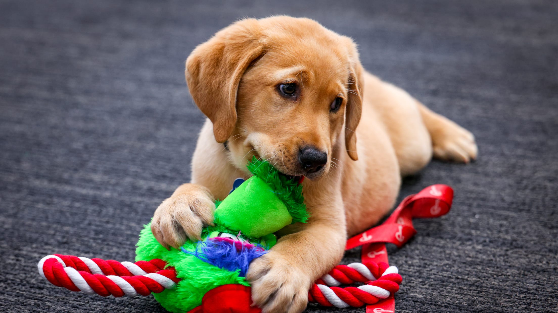 20250624_Team Foster Puppy Reveal_-14