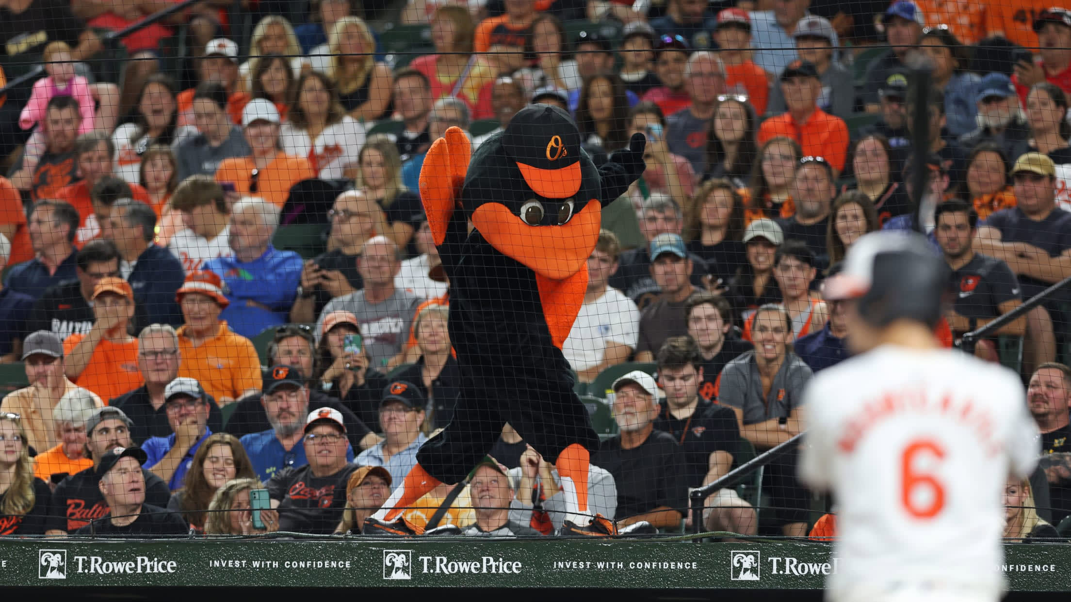 Oriole Bird 2568