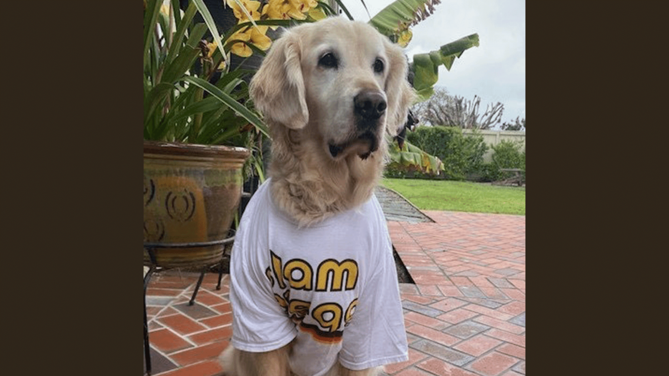 Padres introduce new members to 2022 Paw Squad at Petco Park 