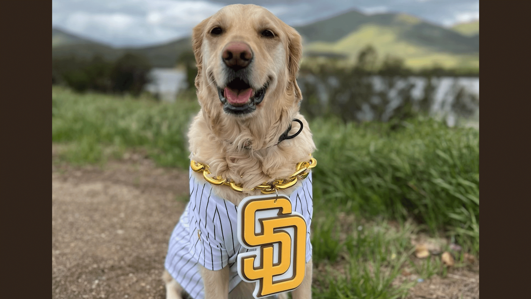 Dog wears full baseball uniform at Marlins game