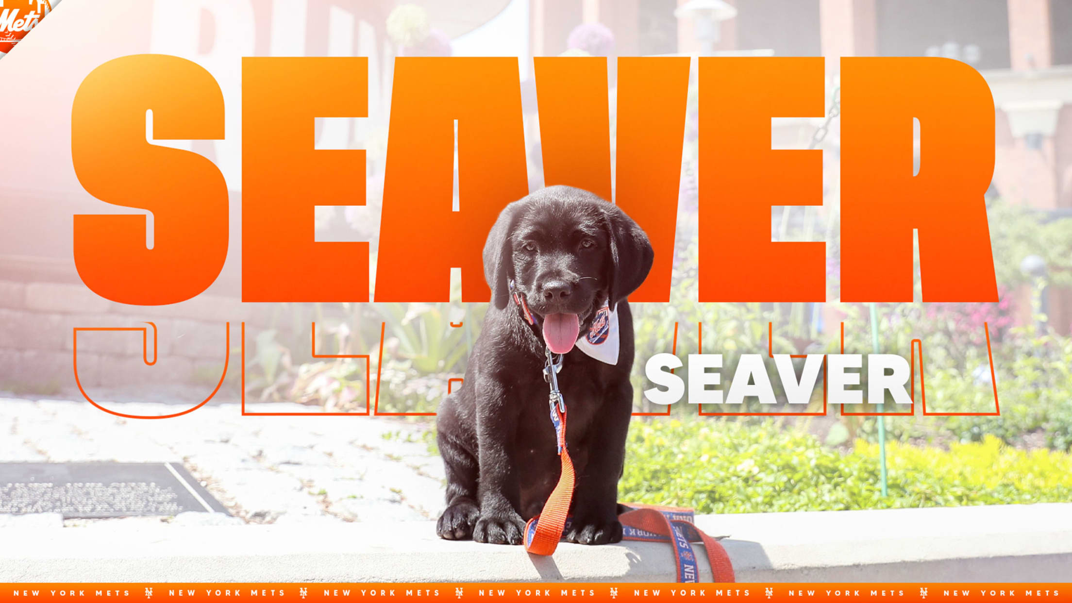 Seaver (@MetsVetDog) / X