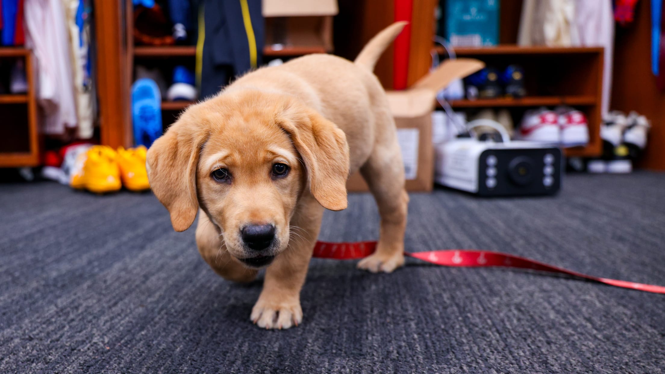 20250624_Team Foster Puppy Reveal_-10