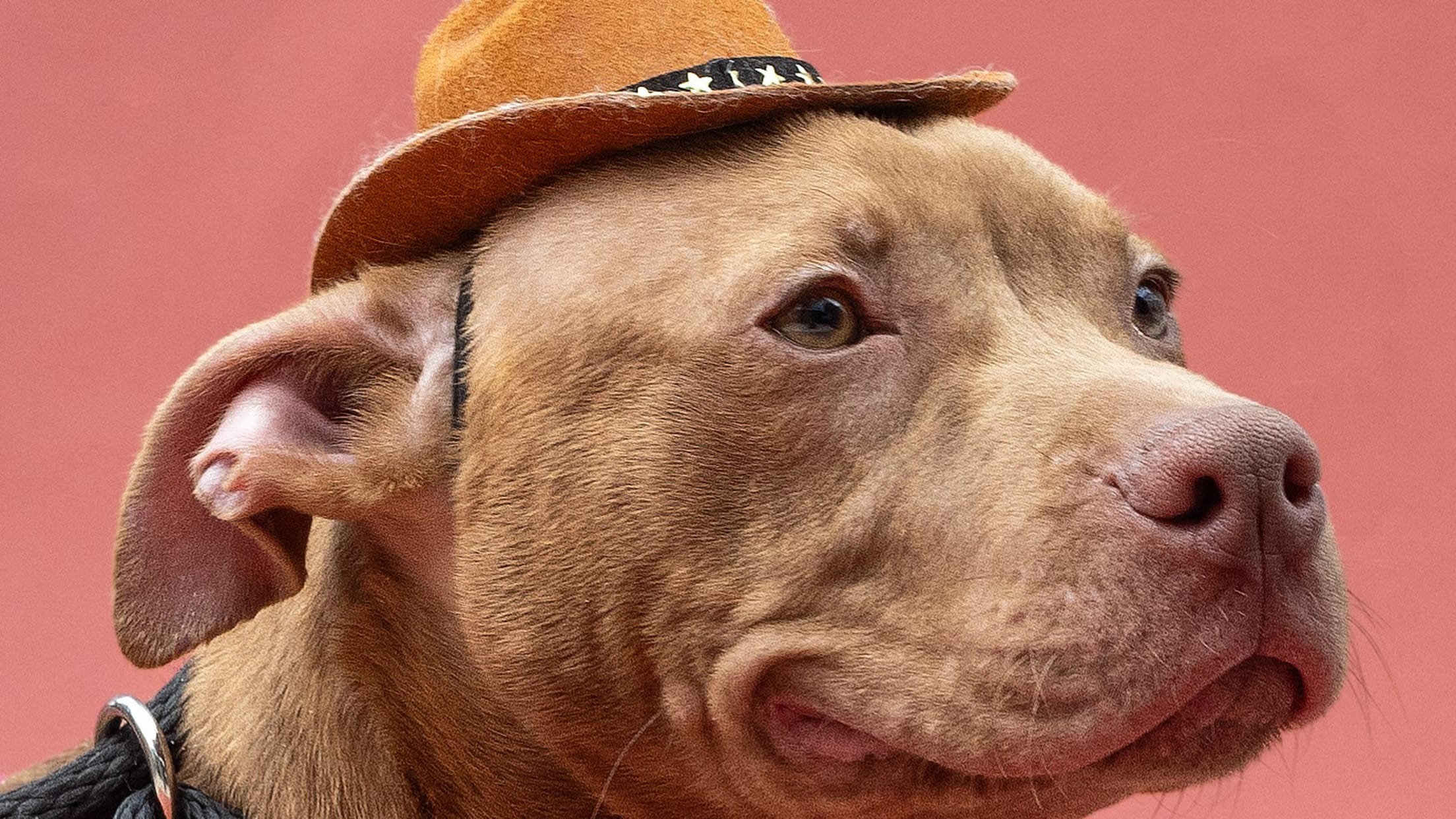 Syvester Pittie Puppy