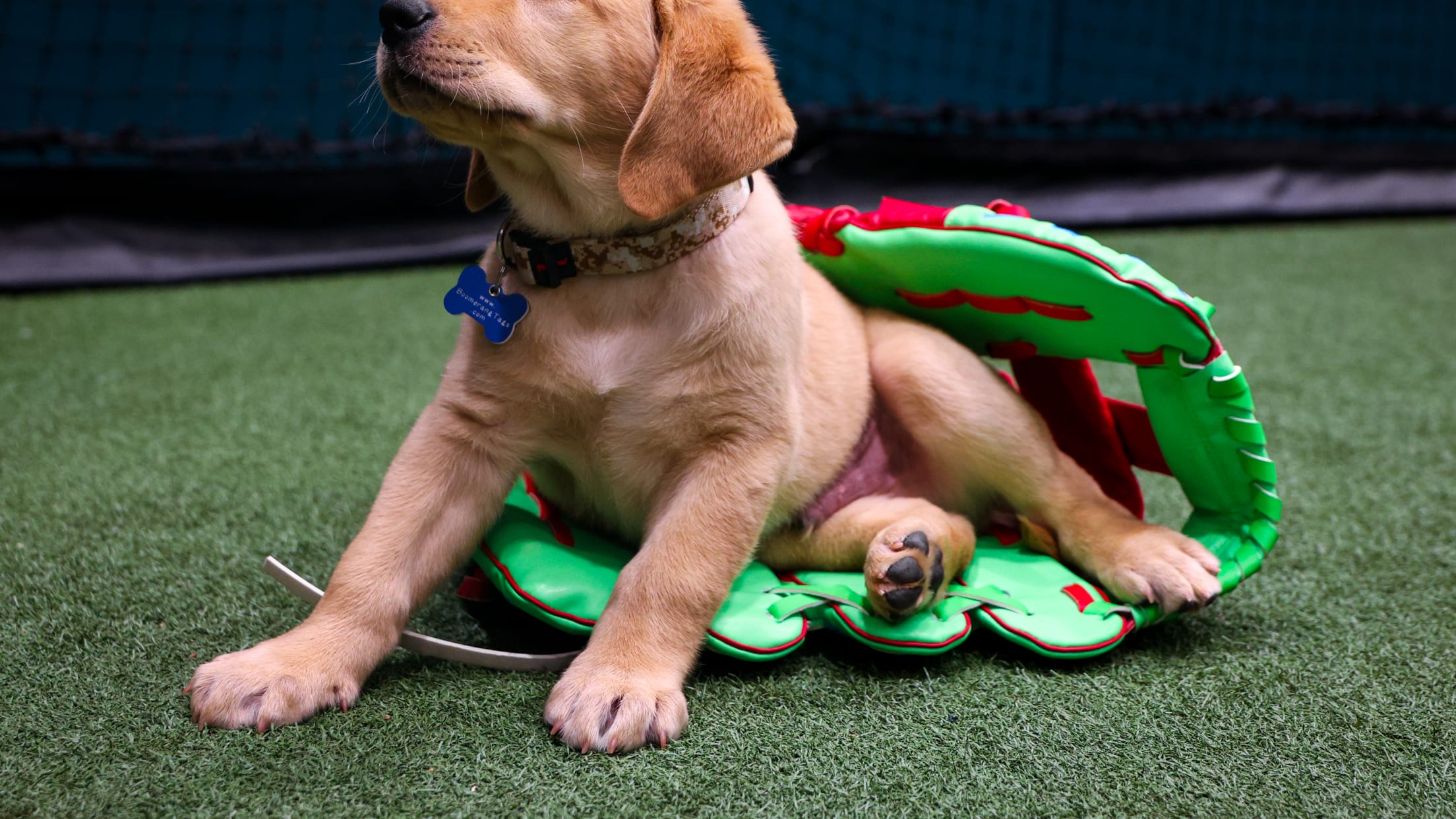20250624_Team Foster Puppy Reveal_-24